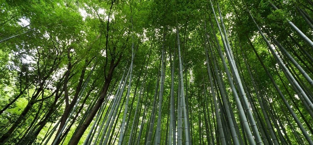 Bamboo mitigates Climate Change ecofriendly