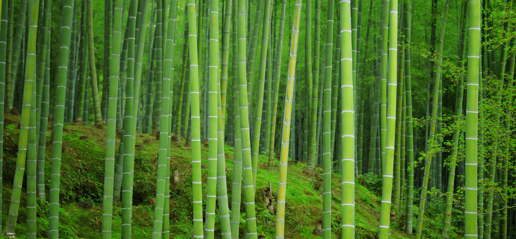 bamboo forest biodegradable ecofriendly