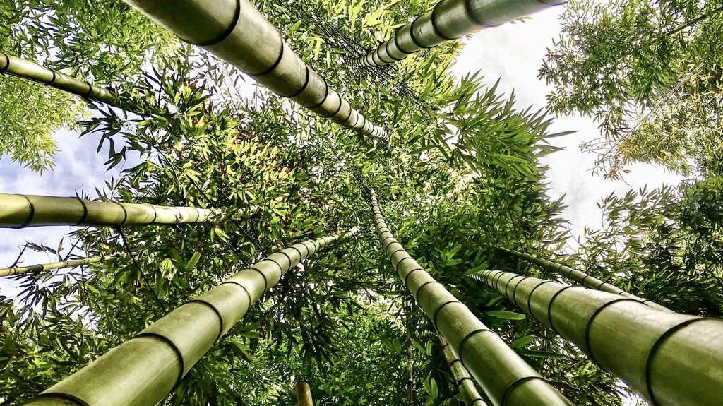 bamboo climate change sustainable