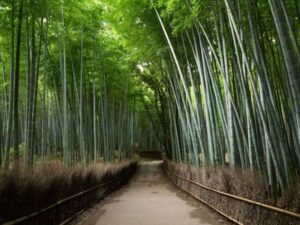 bamboo farm ecofriendly