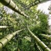 bamboo climate change sustainable